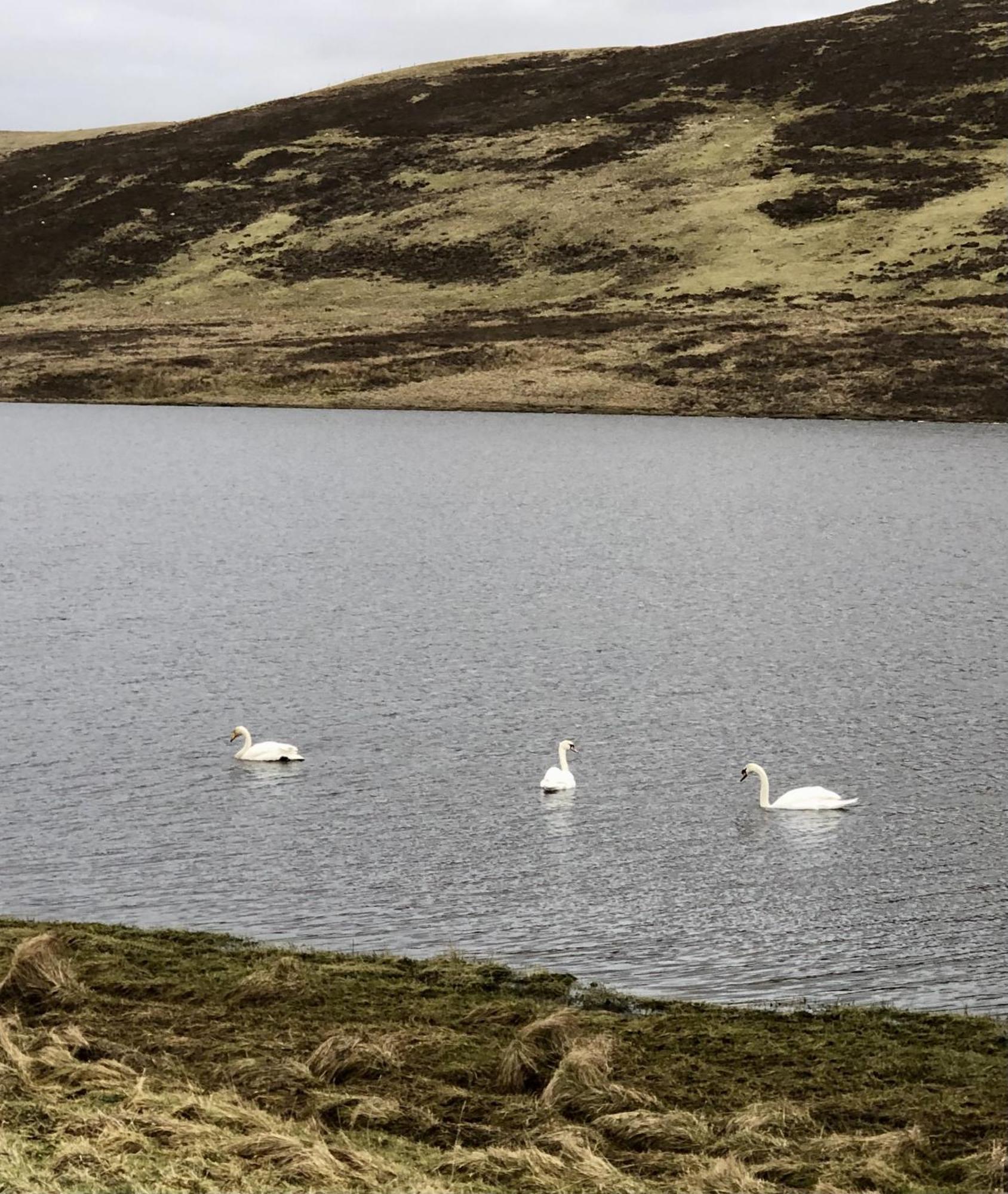 Scalloway Caravan Park ภายนอก รูปภาพ